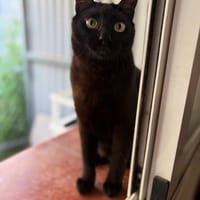 Henry, chat à adopter