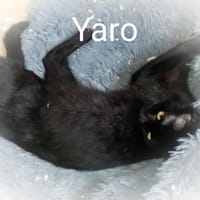Yaro chat mâle, chat à adopter