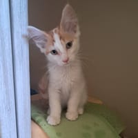 POPEYE, chat à adopter