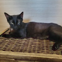 SWEET, chatte à adopter