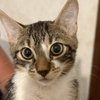 Lavande, chatte à adopter