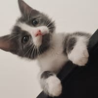 GRIBOUILLE, chat à adopter