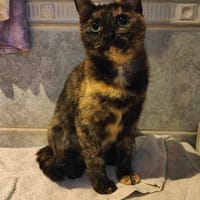 Abby chatte femelle réunion, chatte à adopter