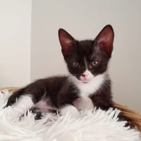 PASTIS, chat à adopter