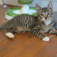 ARAMIS, chat à adopter