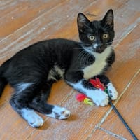 ASTUCE, chatte à adopter