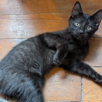 ADONIS, chat à adopter