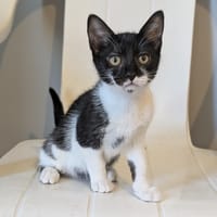 ANABELLE, chatte à adopter