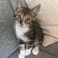 Janneman, katers ter adoptie