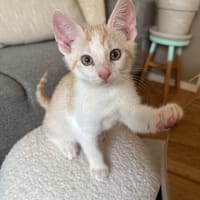 Winnie, katers ter adoptie