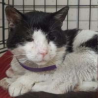Gandalf, kot do adopcji