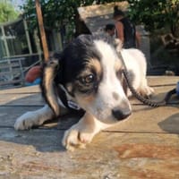 Flemming sucht seine Menschen 😍, Hund zur Adoption