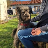 Cserke, Hündin zur Adoption