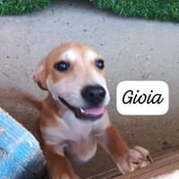 Gioia 💚 💚 💚  auf Entdecker Tour, Hündin zur Adoption