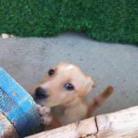 Siria 💜💜💜 kleines Hundemädchen, Hündin zur Adoption