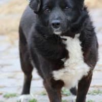 Kiko - aufgeweckt u. kinderlieb, Hund zur Adoption