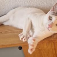 CESAR - in 53129 Bonn, Kater zur Adoption