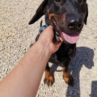 Wunderschöne Wilma sucht ihre Menschen, Hündin zur Adoption