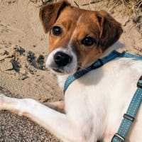 Ghandi auf Pflegestelle in 49479, Hund zur Adoption