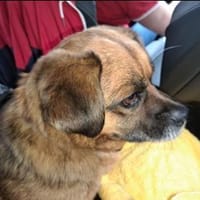 Unkomplizierter Bub Frodo sucht Zuhause, Hund zur Adoption