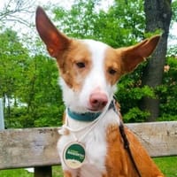 Janosch - sucht ein Zuhause für immer, Hund zur Adoption