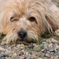 Ninjo - sehr zutraulich u. verschmust, Hund zur Adoption