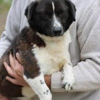 Batida - liebenswerte, kleine Hündin, Hündin zur Adoption