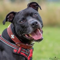 Abydos, Hund zur Adoption