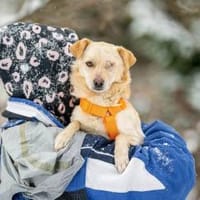 Escha, liebevoll und anhänglich, Hund zur Adoption