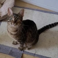 verspielte Roxy, Katze zur Adoption