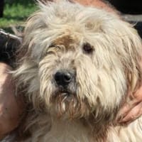 Cebo  zutraulicher, kinderlieber Wuschel, Hund zur Adoption