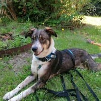 Darma - werde ich meine Menschen finden?, Hündin zur Adoption
