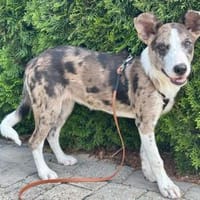 Malou - Zaubermaus auf Familiensuche, Hündin zur Adoption