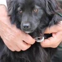Janu - kinderlieber Jungrüde, Hund zur Adoption