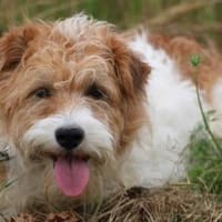Bonja - hübsche Wuschelhündin, Hündin zur Adoption