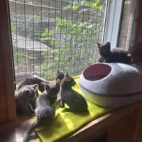 Katzenwelpen, Kater zur Adoption