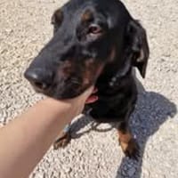 Die kleine💕Tilda💕 sucht ihre Menschen, Hündin zur Adoption