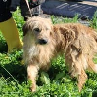 Ilio - hübscher Wuschelrüde, Hund zur Adoption