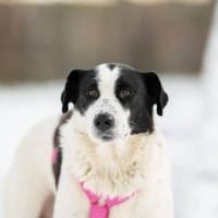 Carmen, sanft und ruhig, Hündin zur Adoption