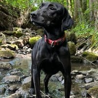 Meri sucht endlich ihr Zuhause, Hündin zur Adoption