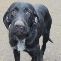 Duda sucht seine Familie, Hund zur Adoption
