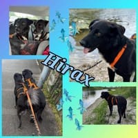 Hübscher Hirax wartet in München!, Hund zur Adoption