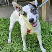 Italia jetzt im Tierheim Sulzbach, Hündin zur Adoption