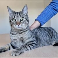 Runner - verspielter Kater sucht Familie, Kater zur Adoption