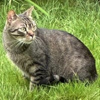 Soto - grau getigerte Schönheit, Kater zur Adoption