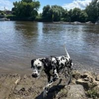 Notfall - Piet sucht ein neues Zuhause, Hund zur Adoption