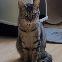 Liebe Rina, Katze zur Adoption