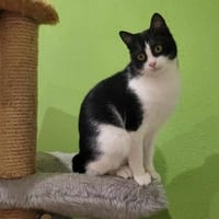 verspielter Felix, Kater zur Adoption