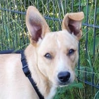 Hundejunge JERRY, Hund zur Adoption