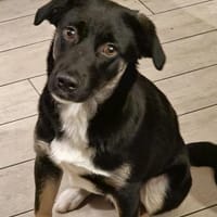 Django🍀, Hund zur Adoption
